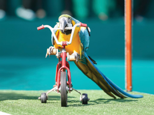 CREEK PARK EXOTIC BIRD SHOW