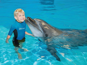 Dolphin-encounterdolphin-dip-play-shoulder-period-06-may-24-may