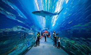 BURJ KHALIFA 124 FLOOR-DUBAI AQUARIUM NON PRIME HOURS