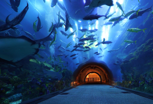 BURJ KHALIFA 124 FLOOR-DUBAI AQUARIUM NON PRIME HOURS