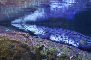 Penguin Encounter/King Crock Encounter/Otter Encounter/Ray Encounter