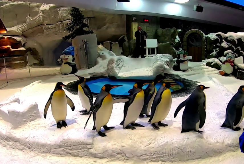 Penguin Cove