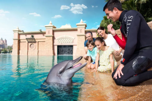Dolphin-encounterdolphin-dip-play-shoulder-period-03-jun-30-sep:
