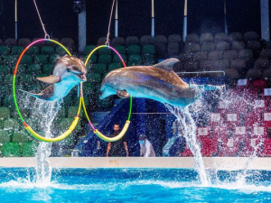 DHOLPHIN SEAL SHOW -REGULAR