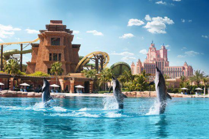 Dolphin-encounterdolphin-dip-play-shoulder-period-03-jun-30-sep: