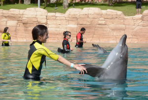 Dolphin meet greet high period-08-jan-09-feb26-feb-22-mar15-apr-05-may25-may-02-jun01-oct-18-oct04-nov-20-dec