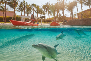 dolphin-kayak-shoulder-period-06-may-24-may-03-jun-30-sep