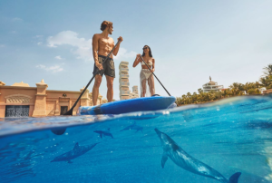 DOLPHIN PADDLE-PEAK PERIOD