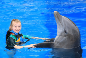 DOLPHIN ENCOUNTER DOLPHIN DIP-PLAY-HIGH PERIOD 4NOV-DEC20