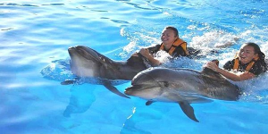 Dolphin Swim and Explore-Peak Period