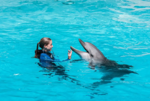 dolphin-meet-greet-shoulder-period-06-may-24-may-03-jun-30-sep
