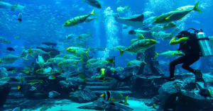 Explorer Dive-DUBAI