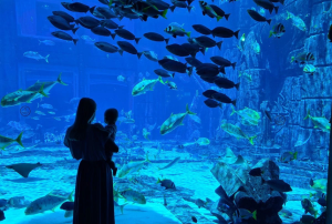 DUBAI AQUARIUM-UNDER WATER ZOO