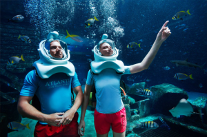 Shark Safari with Aquaventure