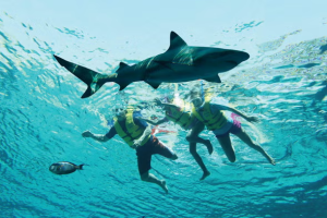 Shark Snorkel with Aquaventure