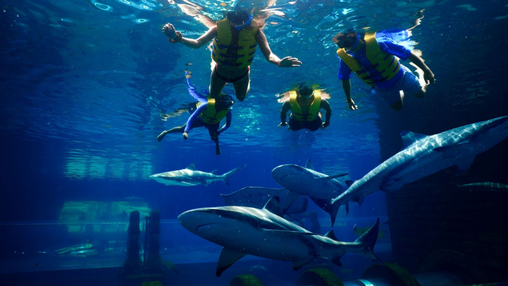 Shark Snorkel with Aquaventure