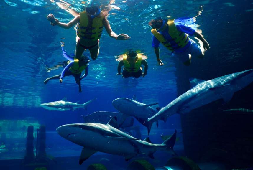 Shark Snorkel with Aquaventure