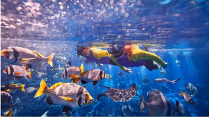 Ultimate Snorkel