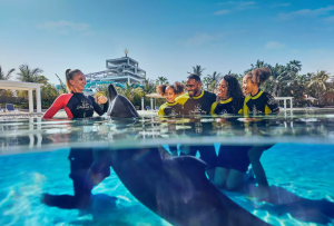 Dolphin-encounterdolphin-dip-play-shoulder-period-06-may-24-may
