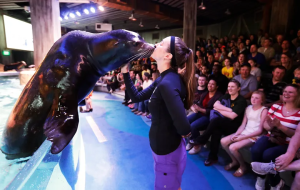 Sea Lion Meet and Greet-High Period