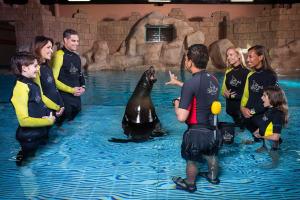 Sea Lion Encounter-Peak Period