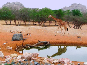 Al Ain Zoo-Abu Dhabi